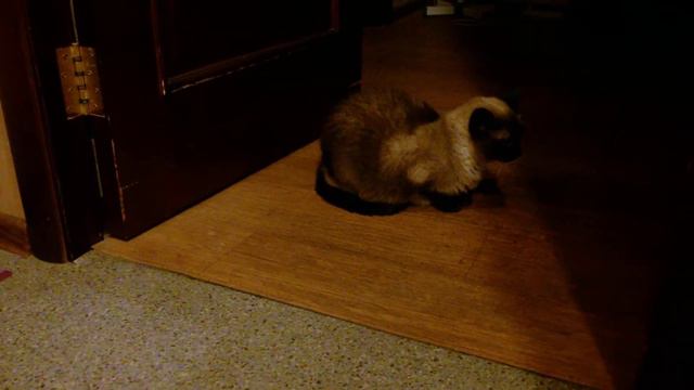 ЖИВОТНЫЕ в ДОМЕ смотреть онлайн