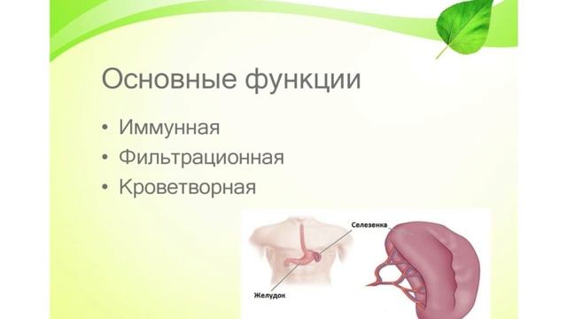 Селезенка - неважный ВАЖНЫЙ орган смотреть онлайн