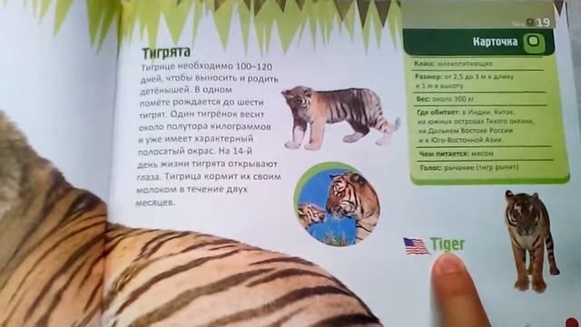 Обзор на книгу Моя первая энциклопедия "Мир животных" издательство Улыбка смотреть онлайн