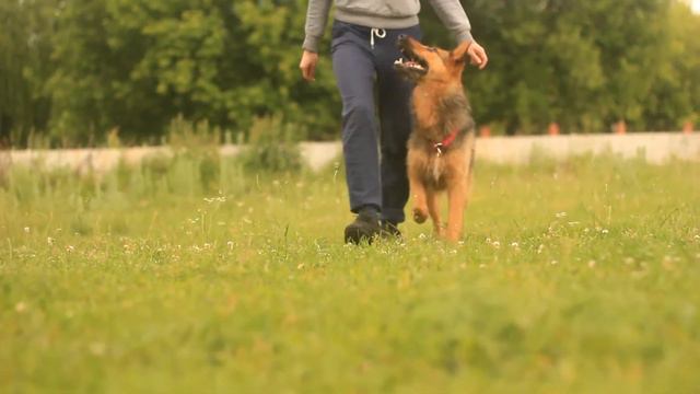 Metis Makha - dog tricks смотреть онлайн