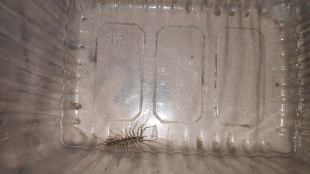 Домашняя мухоловка не спешите убивать / Скутигера /насекомые смотреть онлайн