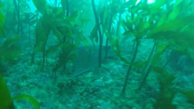 Mid Winter Dive - New Zealand смотреть онлайн