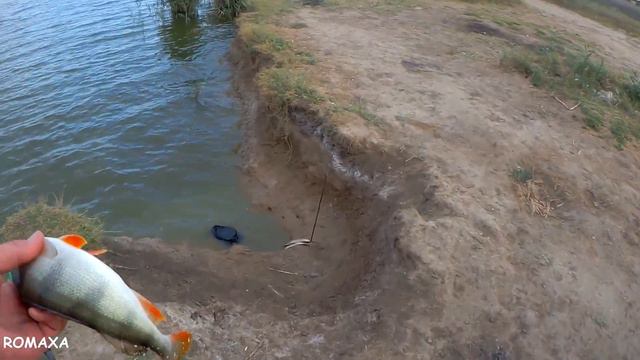 Вот это да... ОКУНЬ на КУКУРУЗУ. А в камышах никого. Рыбалка на загадочном озере. смотреть онлайн