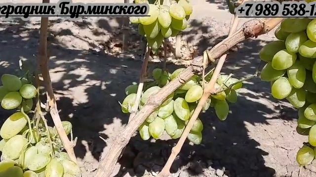 НОВИНКА!!! ГФ. Винограда УСЛАДА (Калугин В.М.). смотреть онлайн