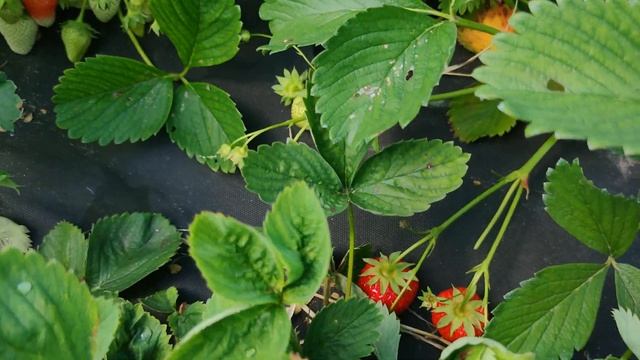 Обзор дачи 12 июня. Милая кошечка тоже присутствует :) смотреть онлайн