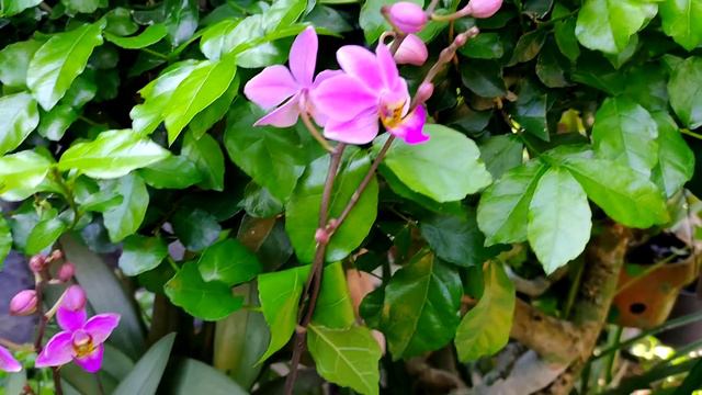 Phalaenopsis pulcherrima смотреть онлайн