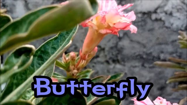 Adenium Obesum Bunga Tumpuk (Grafting) BUTTERFLY ~DESERT ROSE