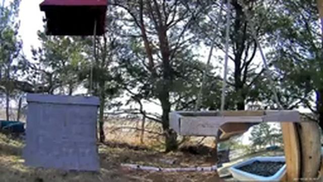2021 Mar 24 Livestream bird feeding station. Ripley, Ontario Canada by AtHomeFriendlyTecGuy смотреть онлайн
