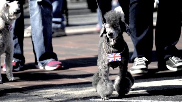 Carmel Poodle Parade, Carmel by the Sea, California смотреть онлайн