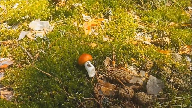 Walk Through The Fairy Forest, Mushrooms. Грибы в сказочном лесу.
