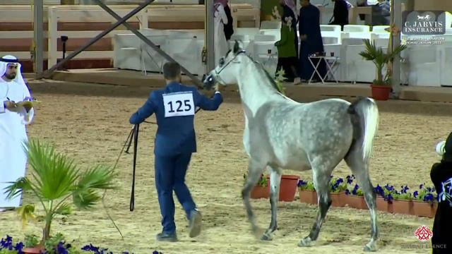 N.125 SAHAR AM - The Turfah Arabian Horse Show 2023 - Mares 4-6 Years Old (Class 4) смотреть онлайн