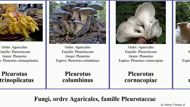 Fungi, ordre Agaricales, famille Pleurotaceae pleurotus fungus australis nebrodensis Vinyasa Chris смотреть онлайн