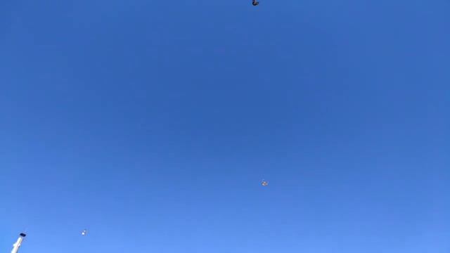 Молодые серпастые голуби Весна 2018 смотреть онлайн