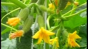 Завязь для огурцов