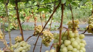 Виноград Медовый(Писанка О. М.) и Гуливер (Криуля С. И.) виноградник Король В. Н. 05.08.24.