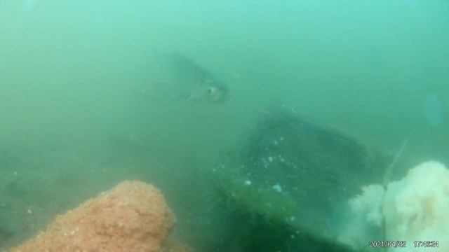 ? Гороховая мастырка по ХОЛОДНОЙ воде - реакция рыбы. Подводная съемка рыбалки. Карась, красноперка смотреть онлайн