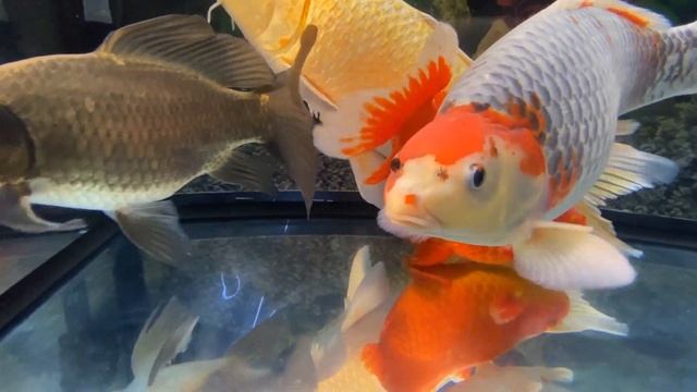 Карпы кои на балконе//Хищные растения// смотреть онлайн