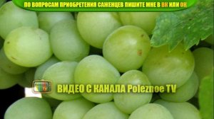 ВИНОГРАД КЕША ОПИСАНИЕ СОРТА