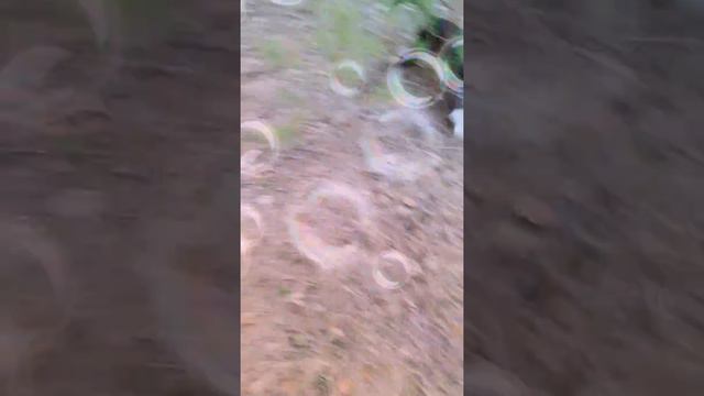 Бультерьер в ярости смотреть онлайн