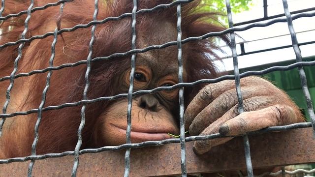 Дана теперь тургеневская девушка! Тайган смотреть онлайн