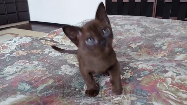 Бурма Курск 2,5 мес #2