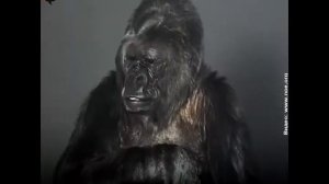 Послание Гориллы Коко для человечества на русском языке