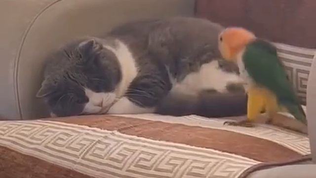 Допрыгался))) смотреть онлайн