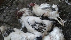 Ласка либо Хорёк загрыз всех кур