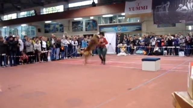 выставка собак Лидер ит 21.09.2014 смотреть онлайн