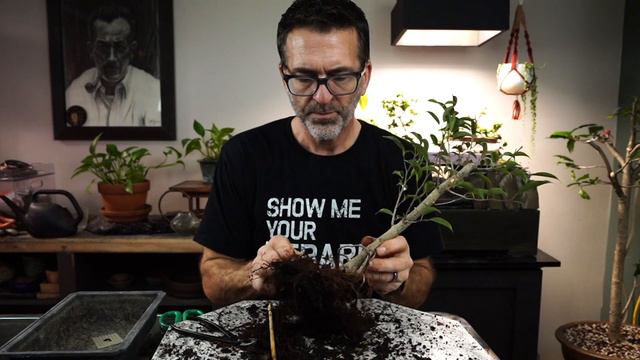 The Unknown Ficus: Dave's Bonsai 287 смотреть онлайн