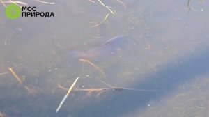 В водоемах Кузьминского парка начался нерест