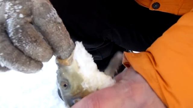 Карп на форелевую пасту чеснок. смотреть онлайн