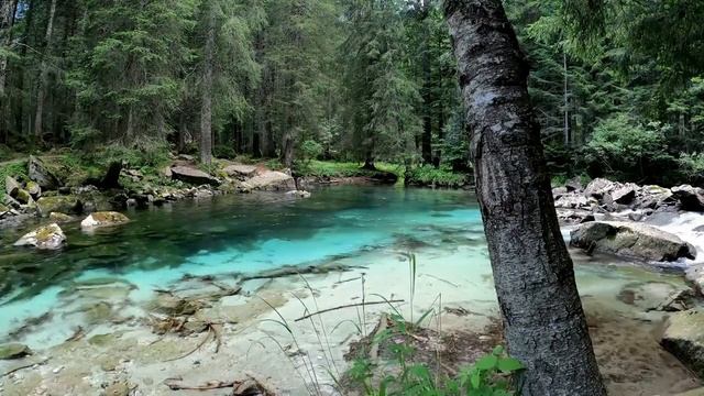 Шум реки,пение птиц в лесу.Звуки леса,плеск воды для отдыха,сна,медитации. Relaxing sounds of natur смотреть онлайн