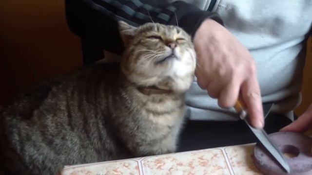 #Кот ,,Бармалей,, смотреть онлайн