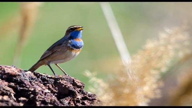 Птица с синей грудкой варакушка. Кто покрасил? смотреть онлайн