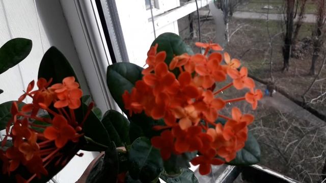 Всем всем, кто неравнодушен к комнатным растениям!!!☘☘☘ смотреть онлайн