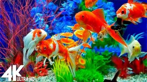Аквариум - Расслабляющая музыка и красивые виды Full HD