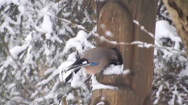 Звуки природы. Птицы . Сойка смотреть онлайн