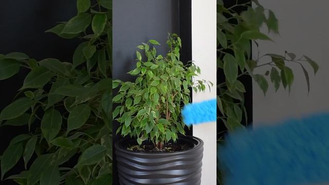 Пипидастр для уборки вашего дома! Код товара на Ozon: 348884727 смотреть онлайн