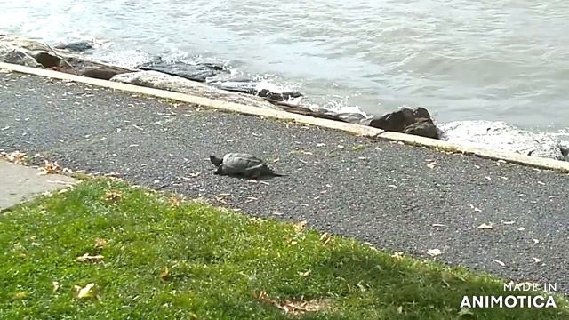 США штат Нью Йорк Черепаха прячется на зиму смотреть онлайн