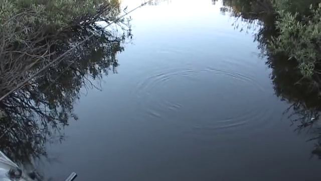 Новый воблер из коллекции SSV R-VIB