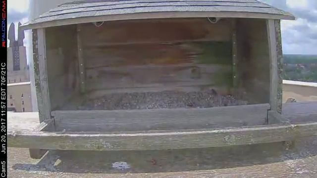 Camera 5 - 06/20/17 смотреть онлайн
