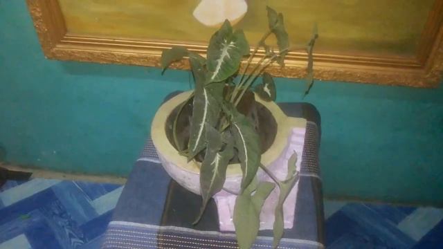 Jenis Tanaman Syngonium Wenlandii
