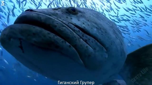 Топ 5 Самых Опасных Глубоководных Монстров Рыб в Мире смотреть онлайн