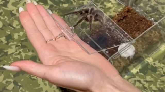 Линька паука птицееда. Как они растут? смотреть онлайн