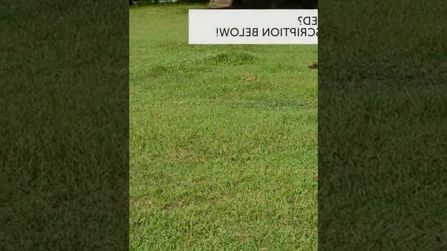 смешные видео про кошек , собак и животных | funny videos about cats 16 #cat #animals #funnycats смотреть онлайн