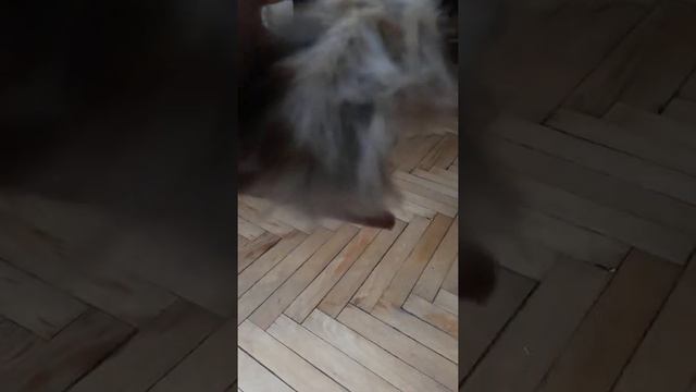Сирийский ангорский хомяк Амиго смотреть онлайн