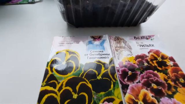 Виола семенами.Всходы через неделю.