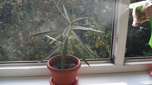 Щитовка на комнатных растениях. Липкий налет на листьях смотреть онлайн