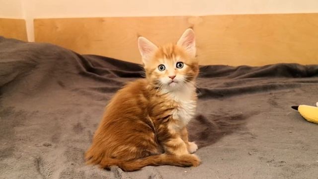 Тёмный Рыж смотреть онлайн